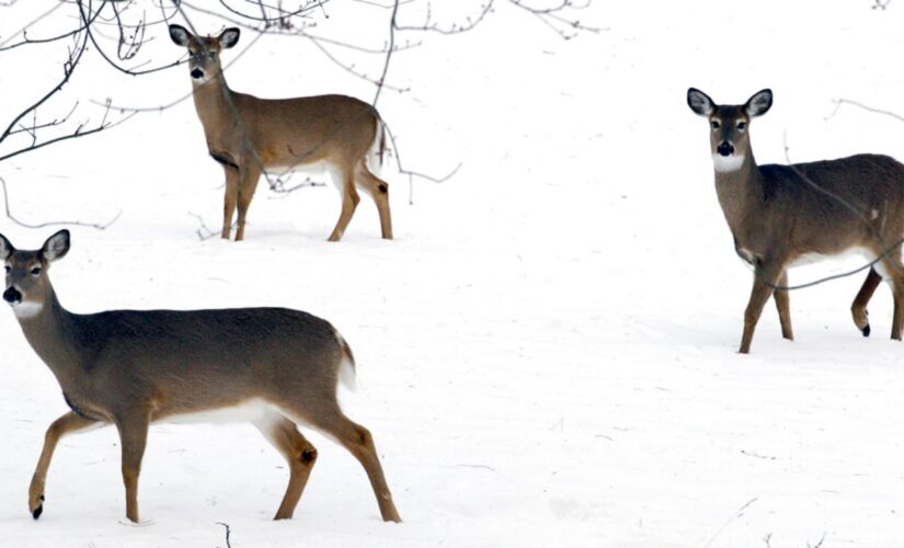 Omicron found in NYC deer, study shows