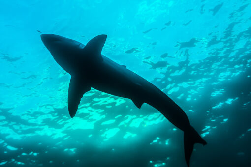 Swimmer dies in shark attack in Sydney, suffered ‘catastrophic injuries’