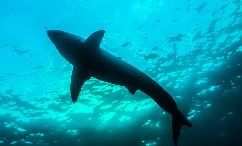 Swimmer dies in shark attack in Sydney, suffered ‘catastrophic injuries’