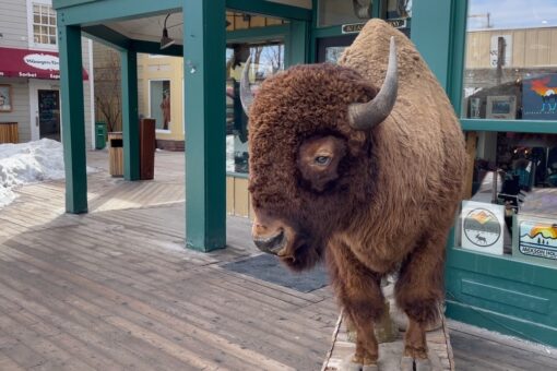 As war rages in Ukraine, Americans in Wyoming say climate and conservation top election issues