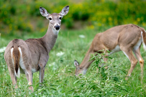 Possible deer-to human COVID-19 transmission reported by Canadian researchers