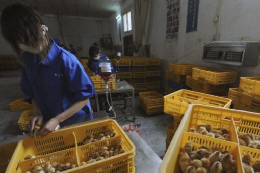 China reports first human infection of H3N8 bird flu strain