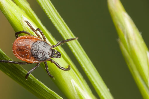 Maine resident dies from rare tick virus