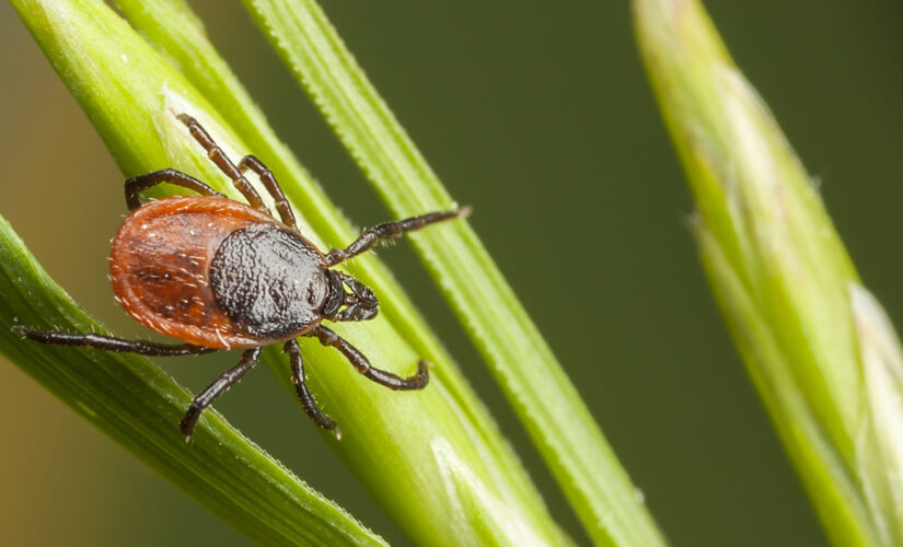 Maine resident dies from rare tick virus