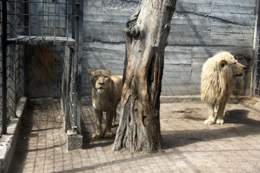 Ukrainian teen, 15, killed in artillery fire while trying to evacuate animals from zoo