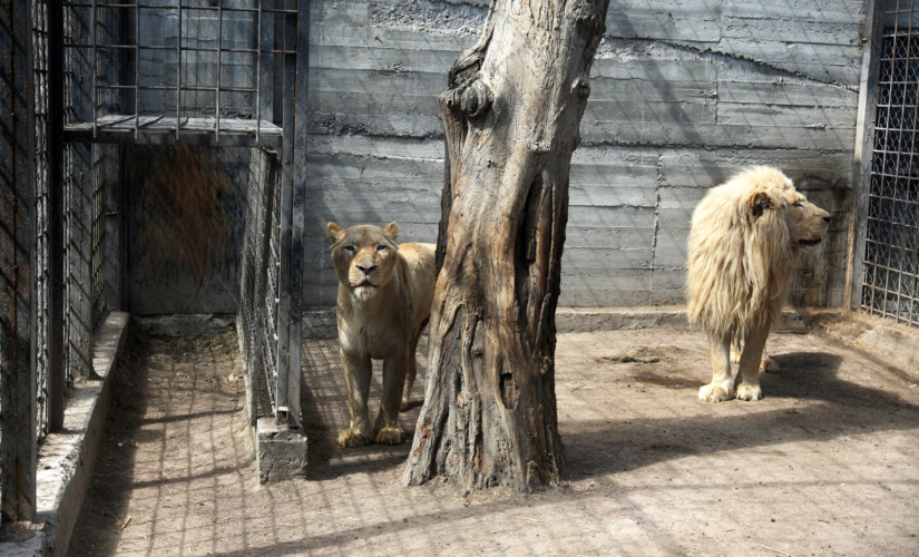 Ukrainian teen, 15, killed in artillery fire while trying to evacuate animals from zoo