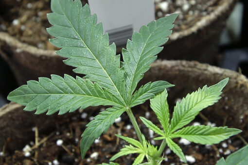 Violent pot shop robberies soar across US as Senate wrangles over solutions