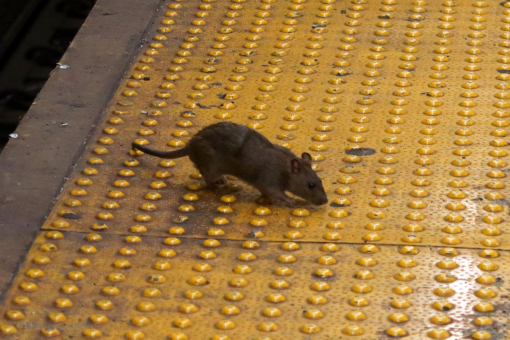 Pest control: cities deploy birth control to fight rat infestations