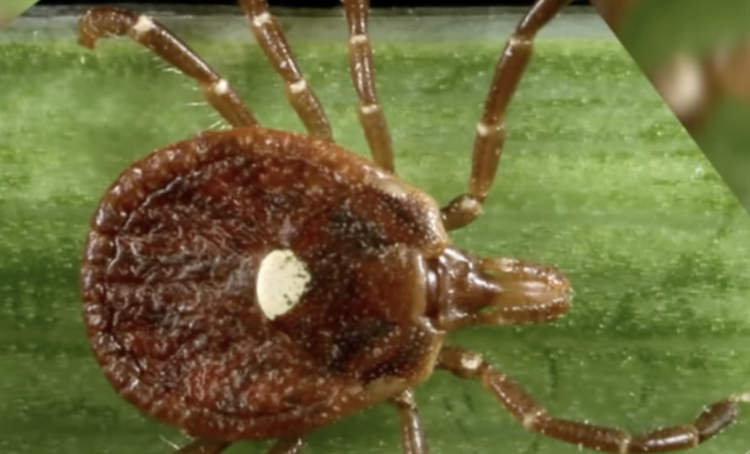 Connecticut reports year’s first fatality, second case of Powassan virus due to tick bite