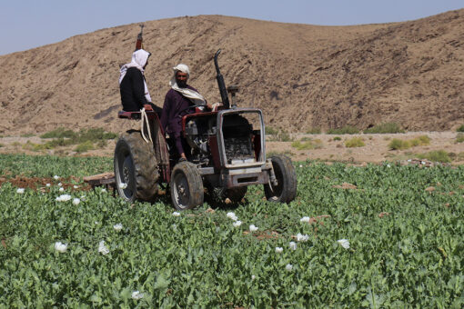 Afghan Taliban launch campaign to eradicate poppy crop