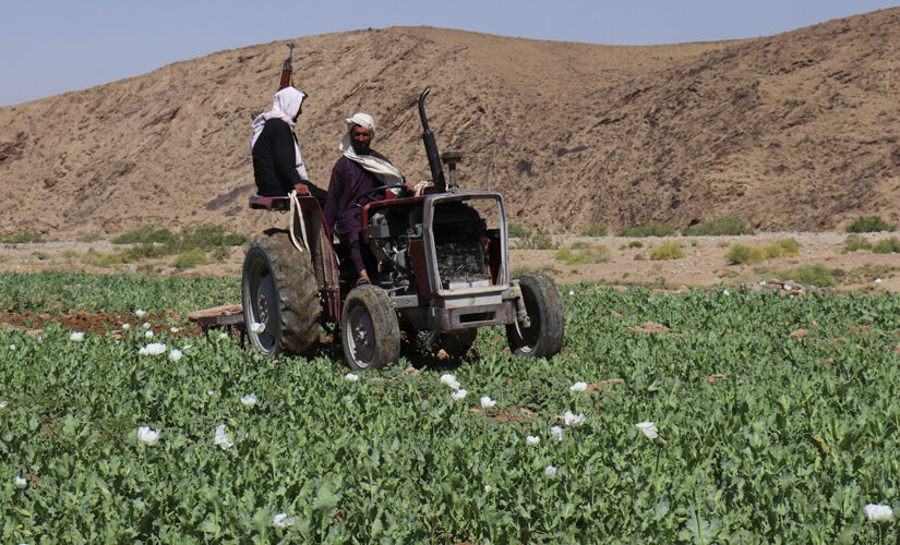 Afghan Taliban launch campaign to eradicate poppy crop