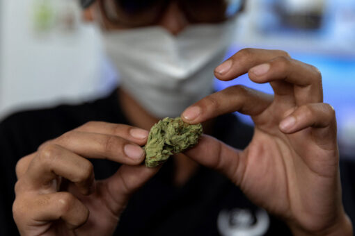 Cannabis use has risen with legalization and COVID lockdowns, U.N. reports