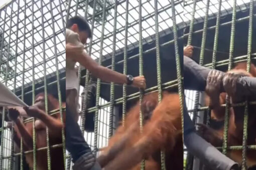 Viral video shows orangutan grab visitor through zoo cage, refuse to let go
