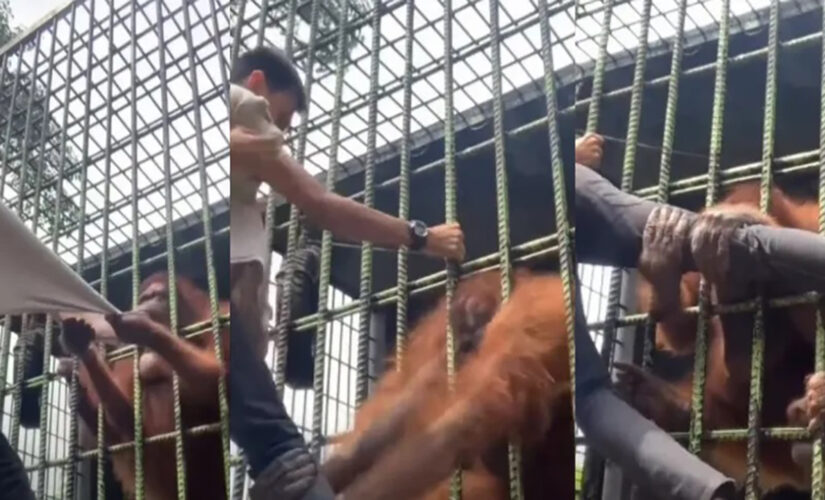 Viral video shows orangutan grab visitor through zoo cage, refuse to let go