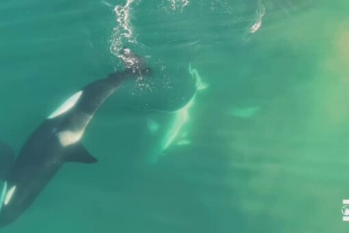 Killer whales hunt 9-foot great white shark in drone video