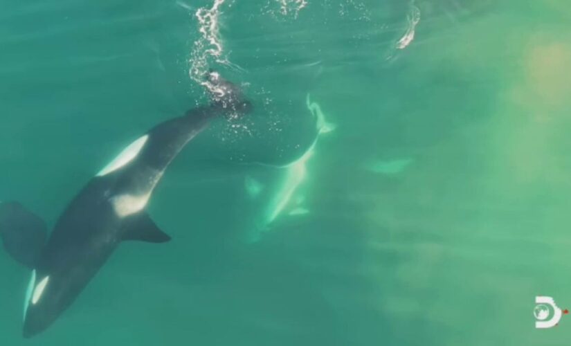 Killer whales hunt 9-foot great white shark in drone video