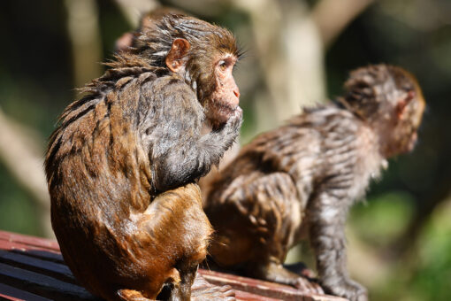 Wild monkeys steal infant, throw child off roof in tragic attack