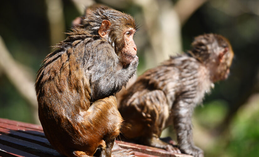 Wild monkeys steal infant, throw child off roof in tragic attack