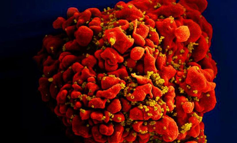 66-year-old HIV patient becomes the oldest person to be cured after stem cell transplant