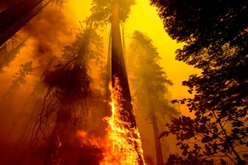 Environmentalists are blocking forest management methods saving iconic sequoias amid Yosemite wildfire