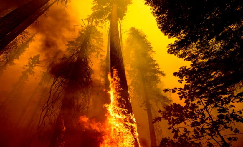 Environmentalists are blocking forest management methods saving iconic sequoias amid Yosemite wildfire