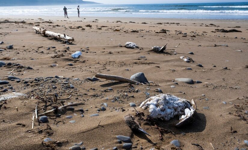 Avian flu suspected to be responsible for thousands of dead seabirds washed up on Canada’s Eastern Shore