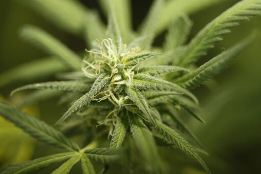 Indonesian court says no to medicinal marijuana legalization