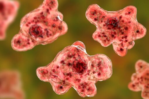 Florida teen reportedly contracts ‘brain-eating amoeba’ after swimming