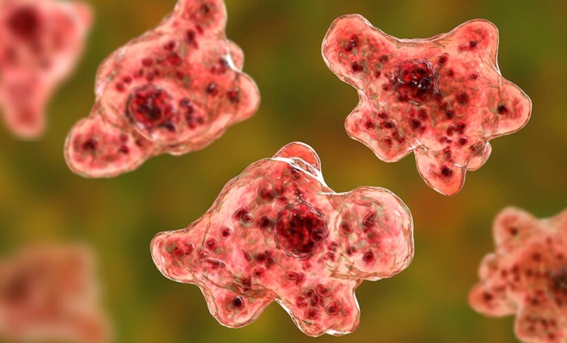 Florida teen reportedly contracts ‘brain-eating amoeba’ after swimming