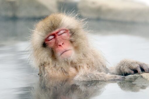 Japanese city under attack by violent monkeys: ‘They are so smart’