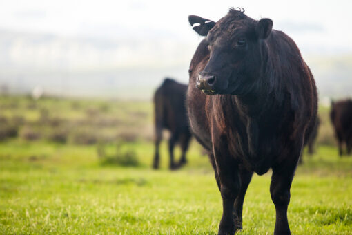 Billionaire-funded eco group quietly taking farmland out of production in rural America