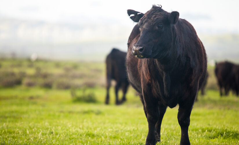 Billionaire-funded eco group quietly taking farmland out of production in rural America