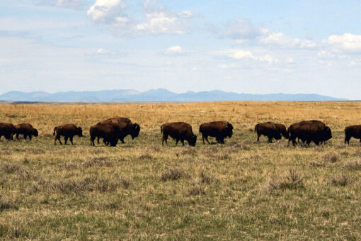 Montana files legal challenge against Biden admin over plans to take land out of production