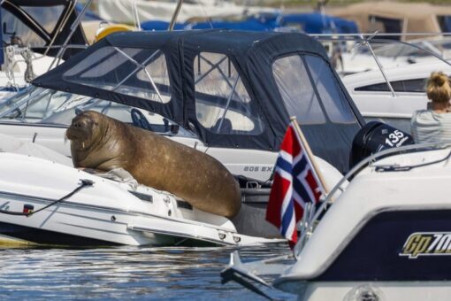 Norway officials euthanize beloved wild walrus, citing risk to humans