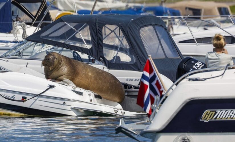 Norway officials euthanize beloved wild walrus, citing risk to humans