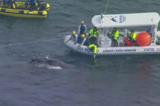 Australian whale caught in shark nets rescued off Gold Coast