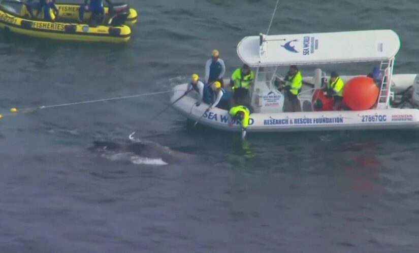 Australian whale caught in shark nets rescued off Gold Coast