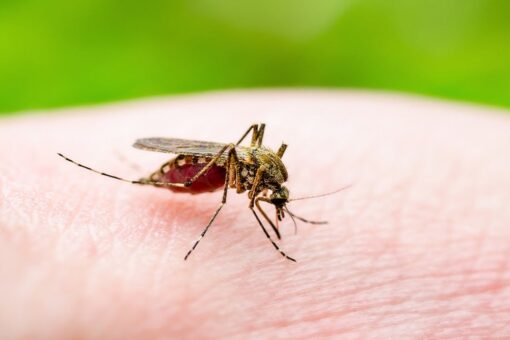 West Nile virus detected in 2 New York City residents as infected mosquito population soars