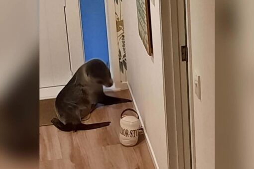 Seal breaks into New Zealand home, traumatizes family cat