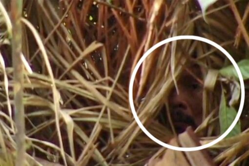 Indigenous, last of his tribe ‘man of the hole’ dies in Brazil