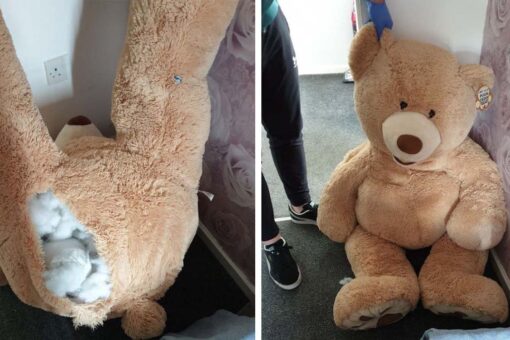 UK teen car thief caught hiding in giant stuffed teddy bear: Police