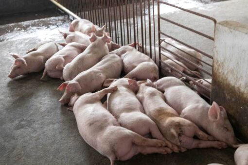 African swine fever vaccine use halted in Vietnam after pig deaths