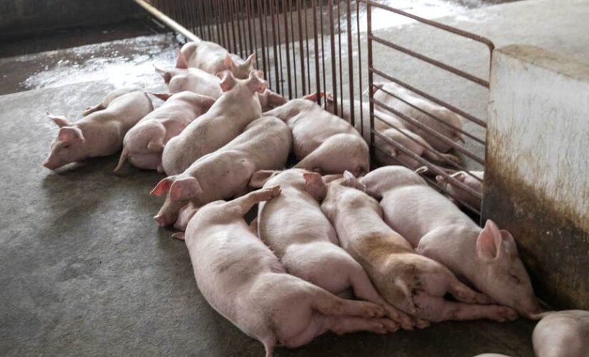 African swine fever vaccine use halted in Vietnam after pig deaths