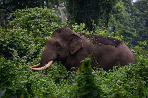 Elephant rips handler in half in Thailand after working in extreme heat: report