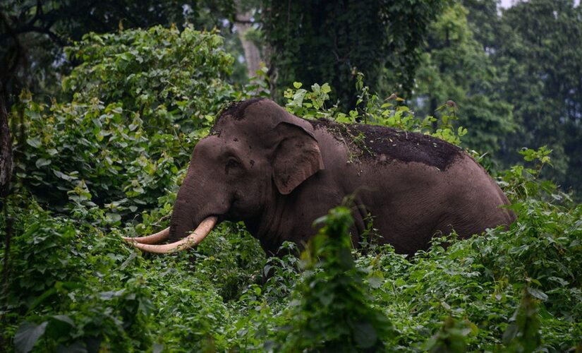 Elephant rips handler in half in Thailand after working in extreme heat: report