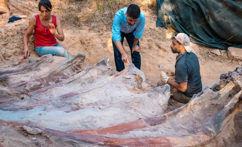 Portuguese man discovers 82-foot long dinosaur skeleton in his backyard