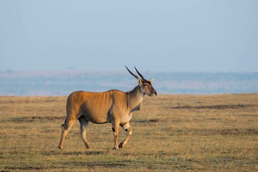 Antelope gores to death employee at Swedish animal park