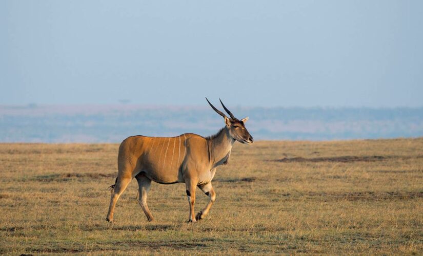 Antelope gores to death employee at Swedish animal park