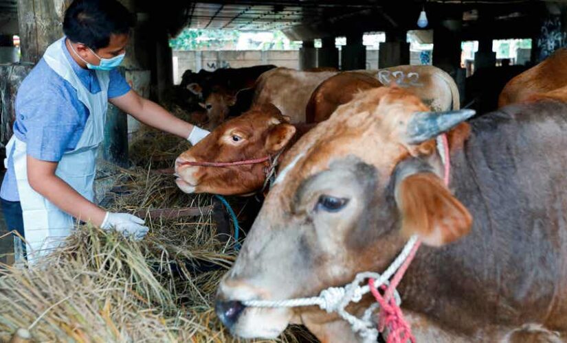 Indonesia focuses on getting their foot and mouth disease outbreak under control by year-end