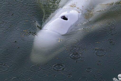 Beluga whale euthanized after rescue from Seine River in France